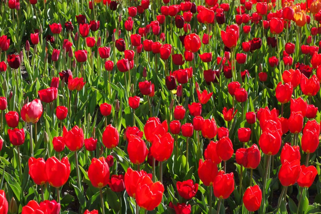 Tulipan im Britzer Garten