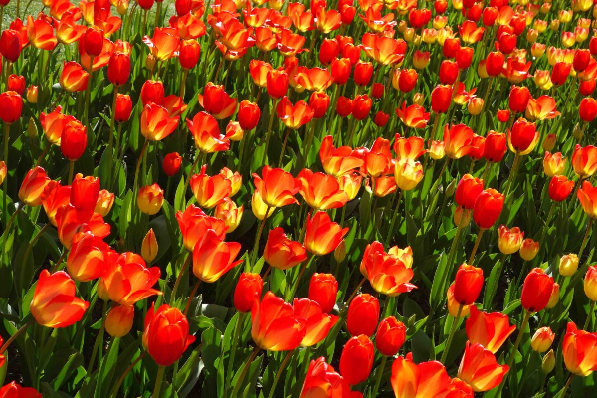 Tulipan im Britzer Garten