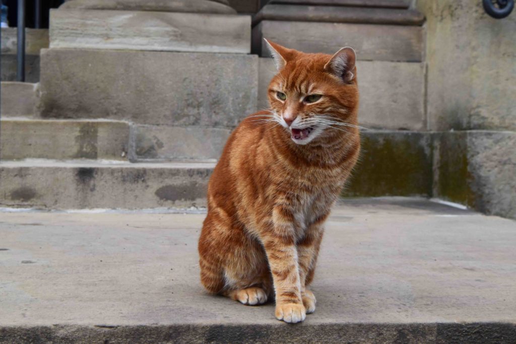 Roter Kater in Wolfenbüttel