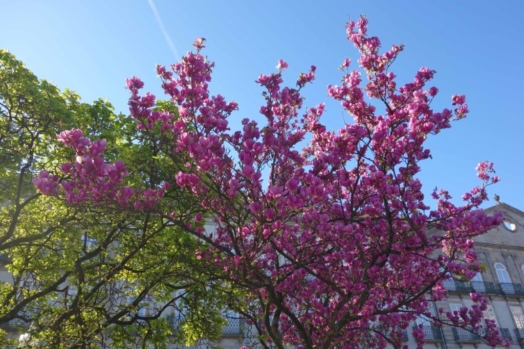 Frühling in Porto