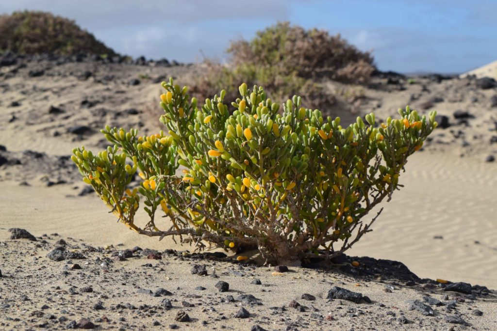 Dünenpflanze auf Lanzarote