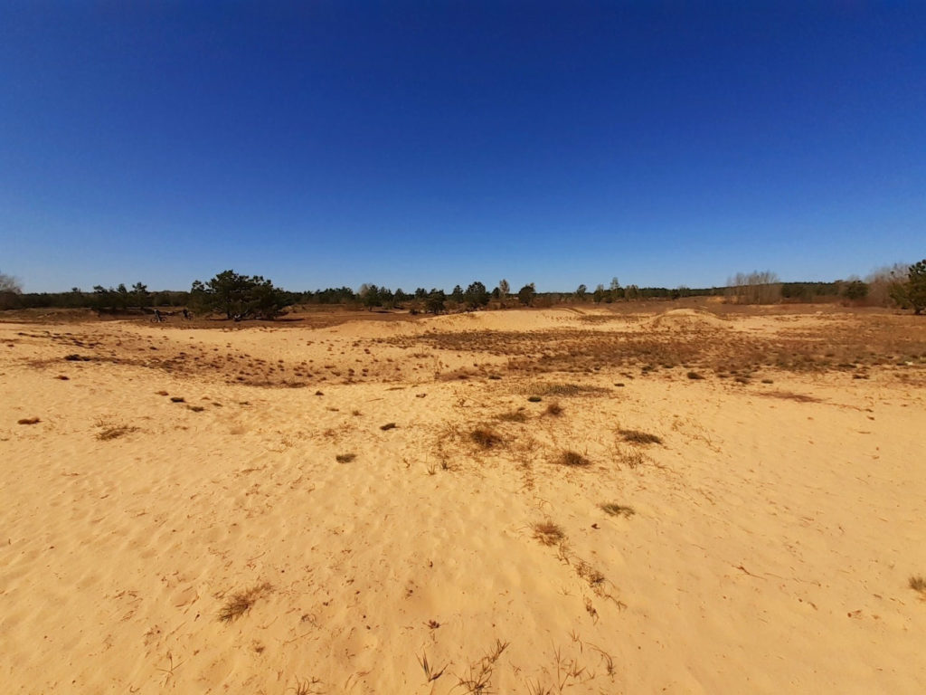 Sanddüne im Naturpark Barnim