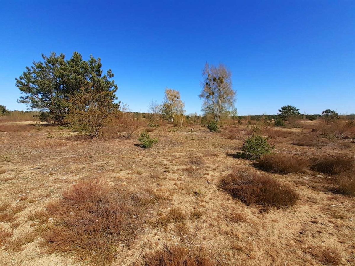 Schönower Heide: Durchatmen im Naturpark Barnim