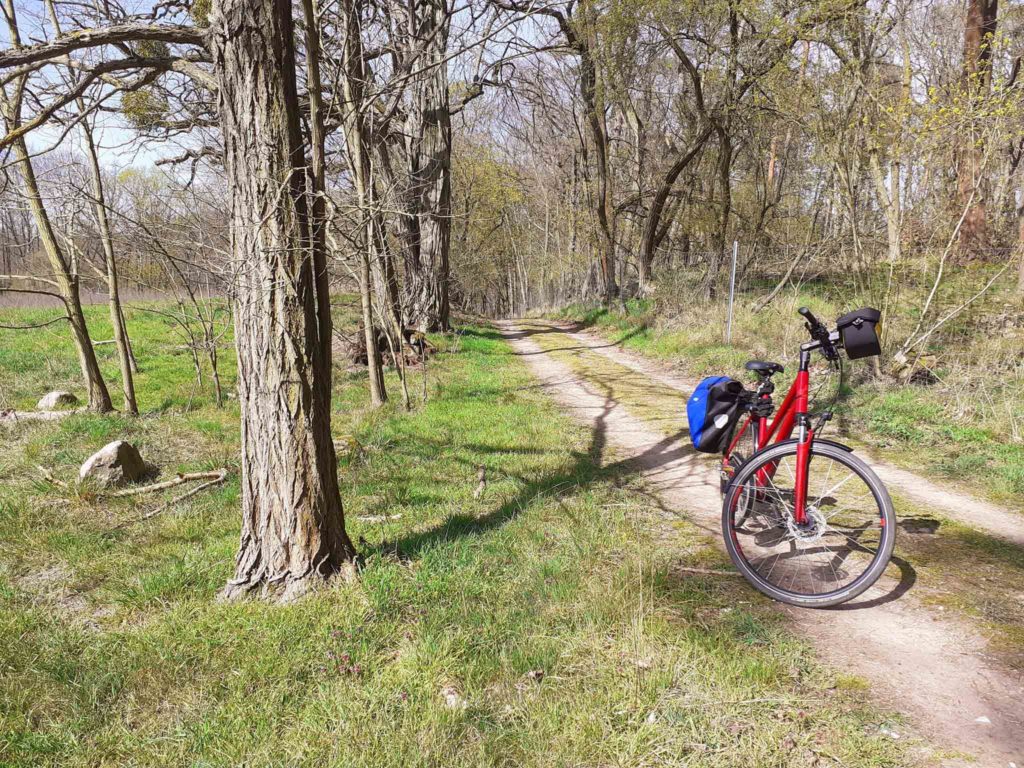Waldweg in Brandenburg