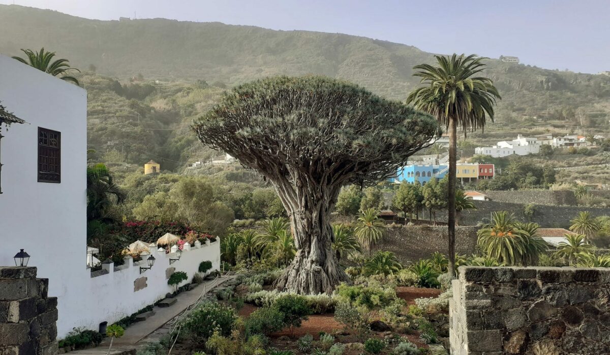 Icod de los Vinos: historisches Bergdorf auf Teneriffa