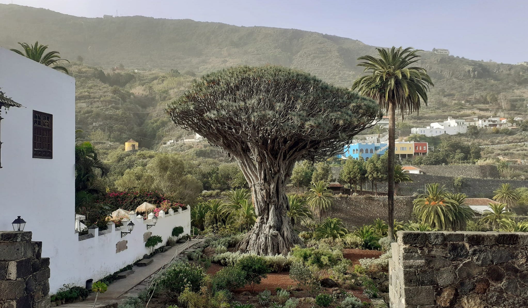 Icod de los Vinos: historisches Bergdorf auf Teneriffa - Reise-Liebe