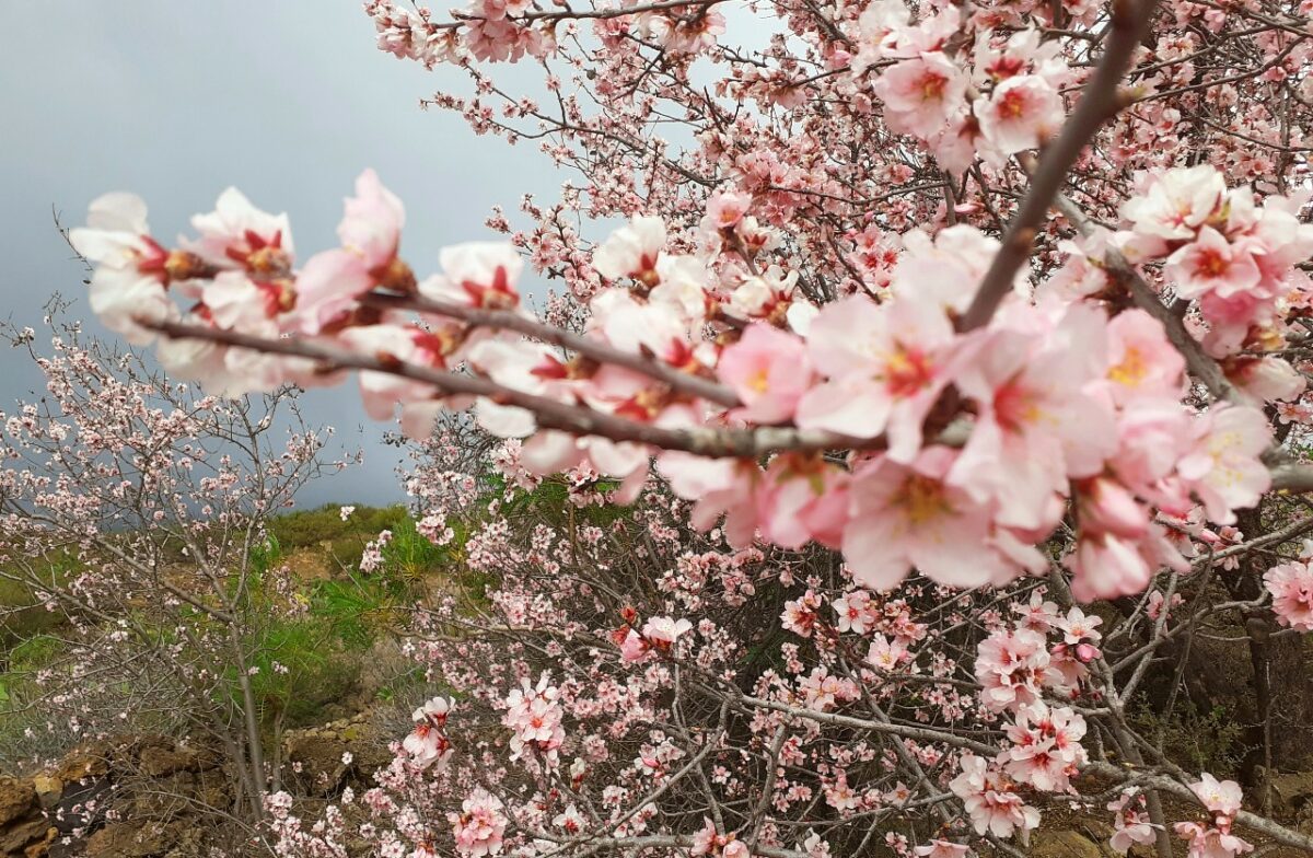 Mandelblüte Teneriffa: Wanderung bei Santiago del Teide