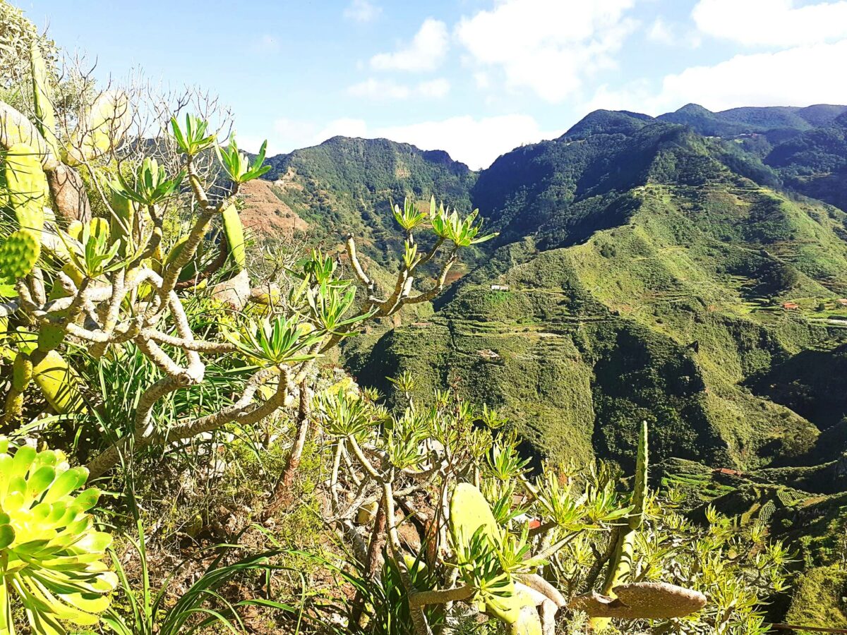Anaga Gebirge: Wanderungen in Teneriffas grüner Lunge
