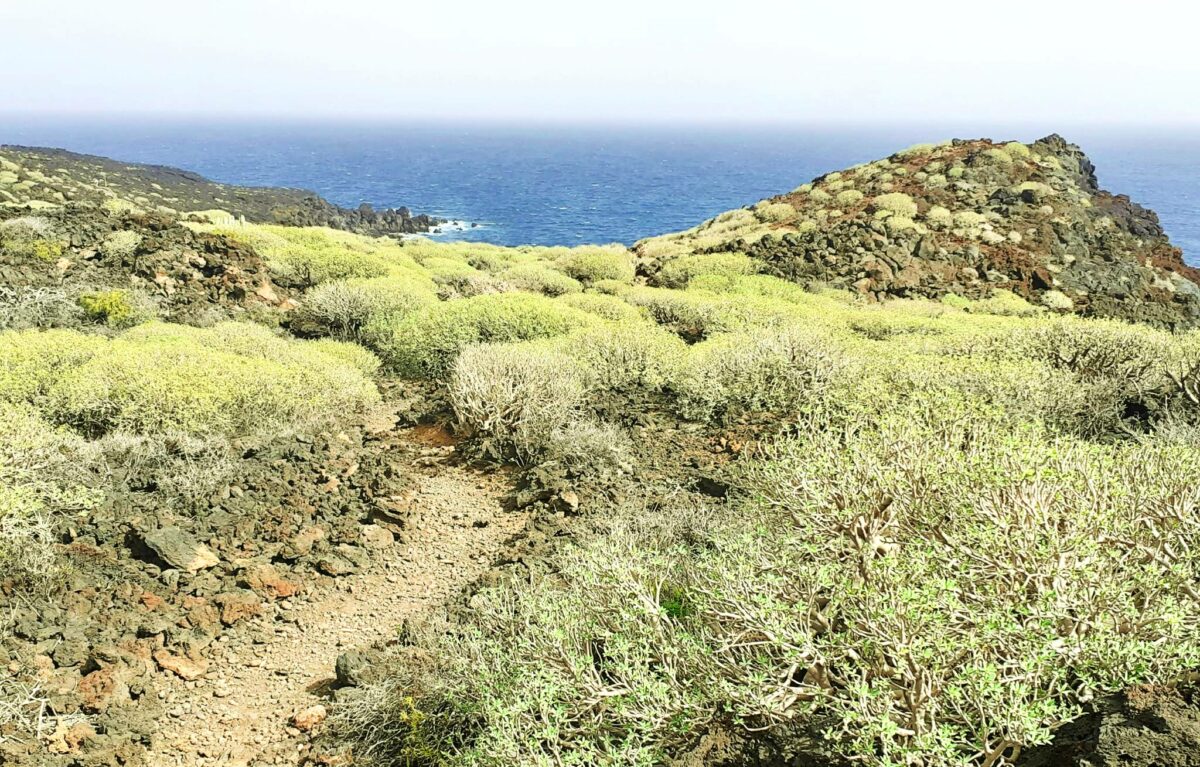 Malpaís de Güímar: Kleine Wanderung auf Teneriffas Lavafeldern