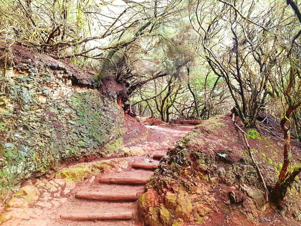 Lorbeerwald auf Teneriffa