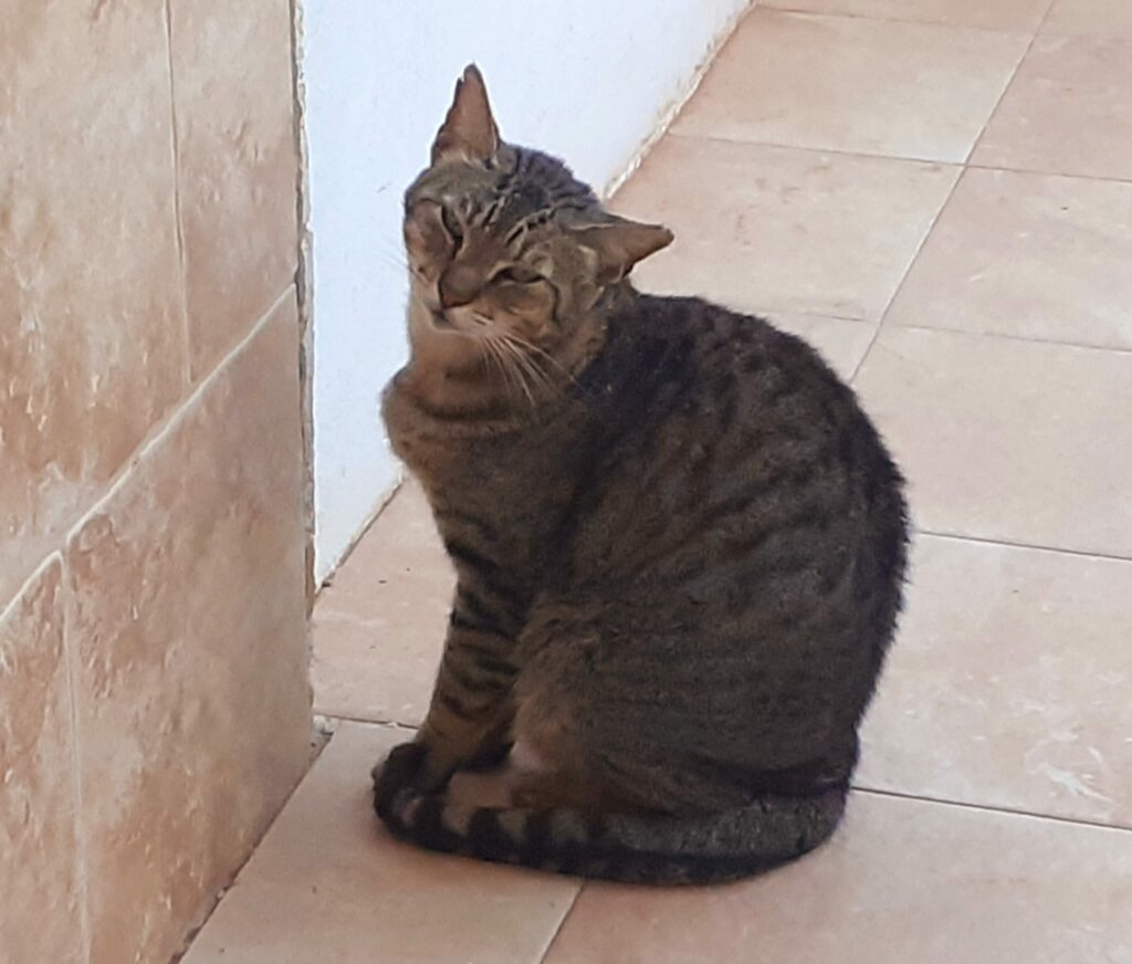 Katze auf Fuerteventura