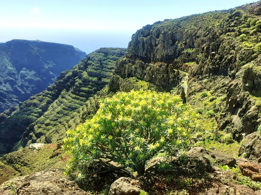 Überwintern auf La Gomera