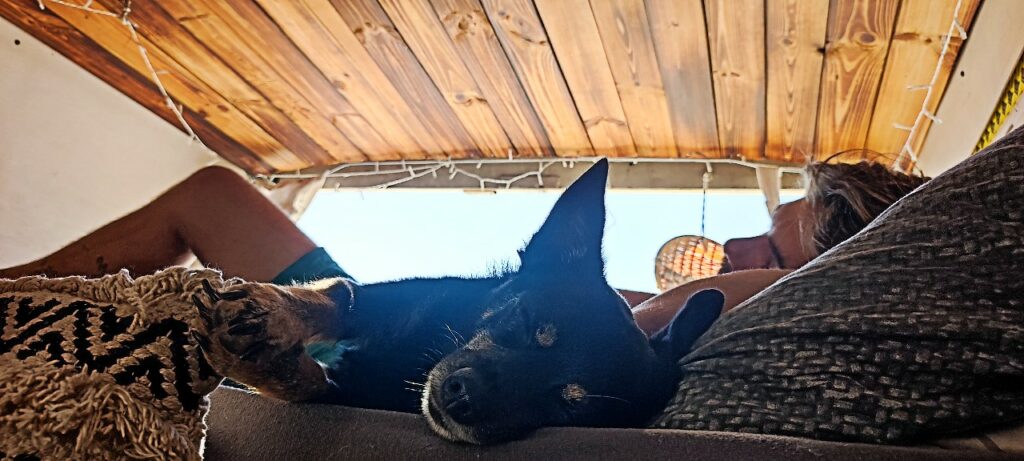 Vanlife Nomaden im Camper mit Hund