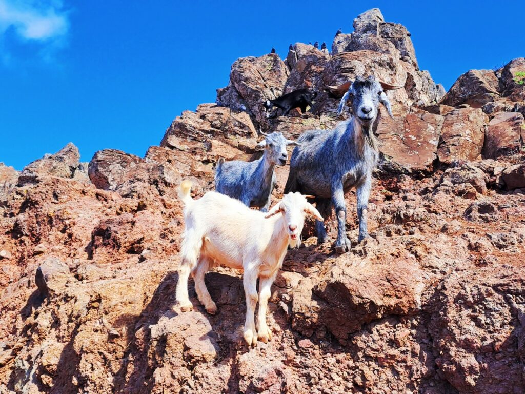 Ziegen auf La Gomera