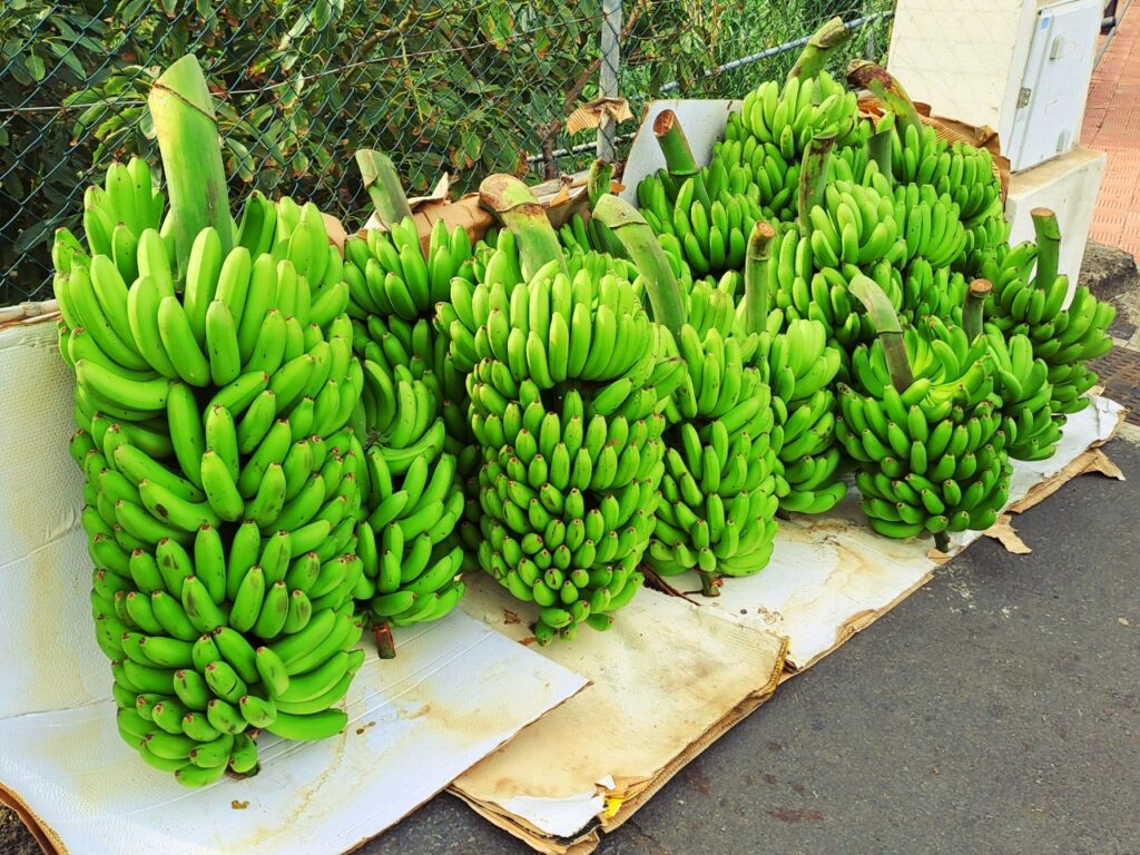 Bananen aus Hermigua