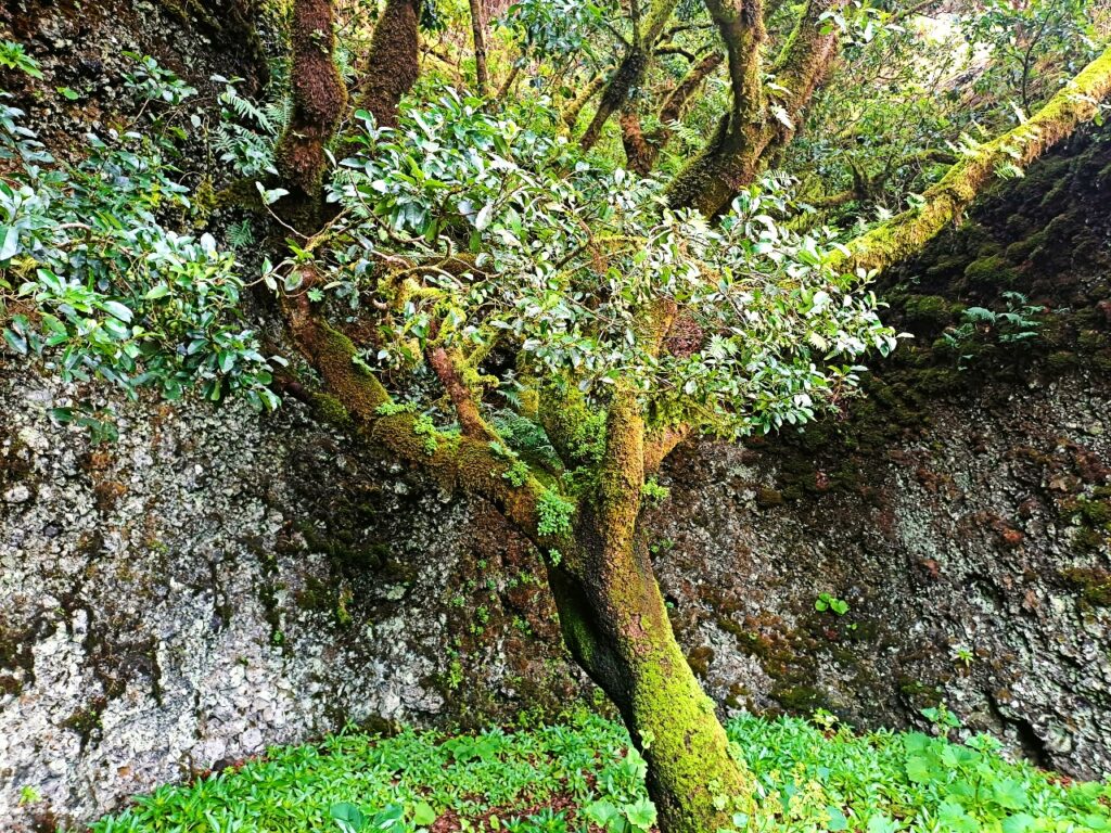 Árbol de Garoé El Hierro