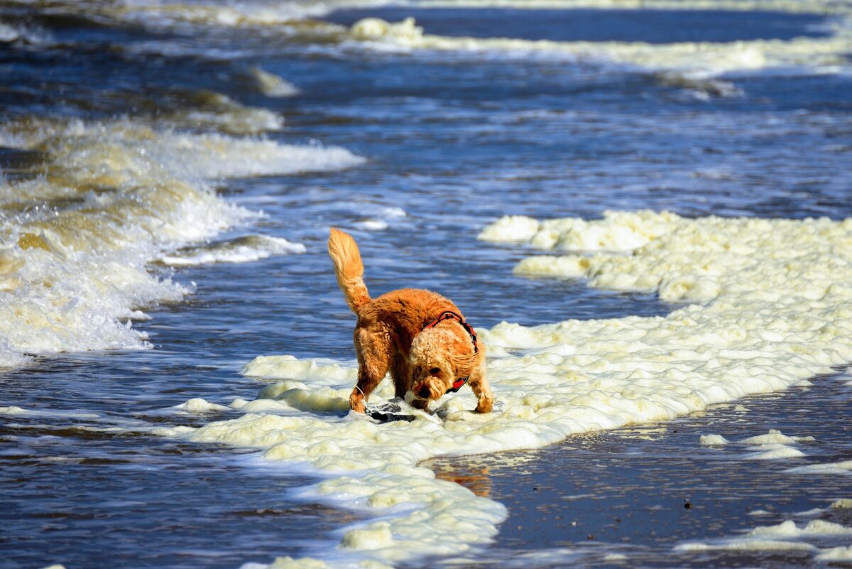 Camping Holland mit Hund