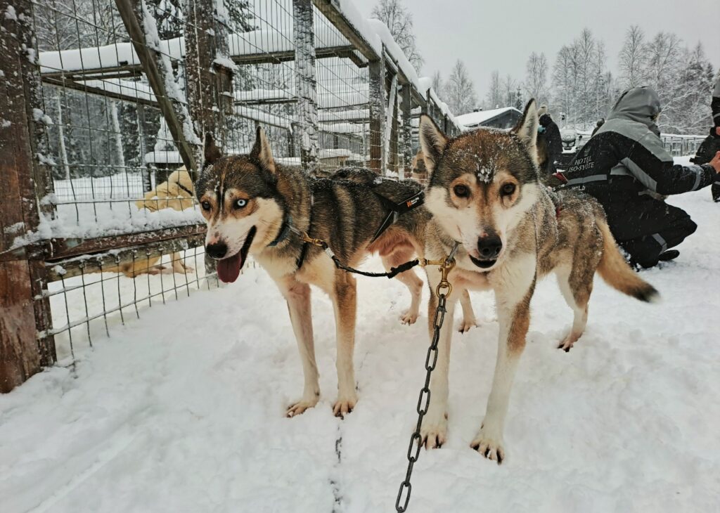 Huskys am Schlitten