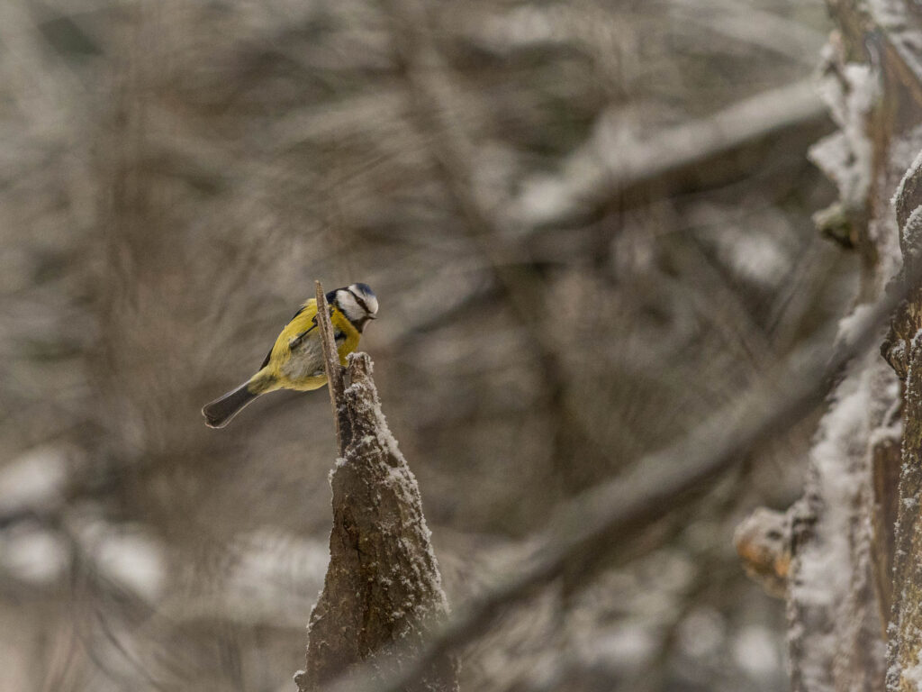 In Oulu Outdoor Vögel beobachten