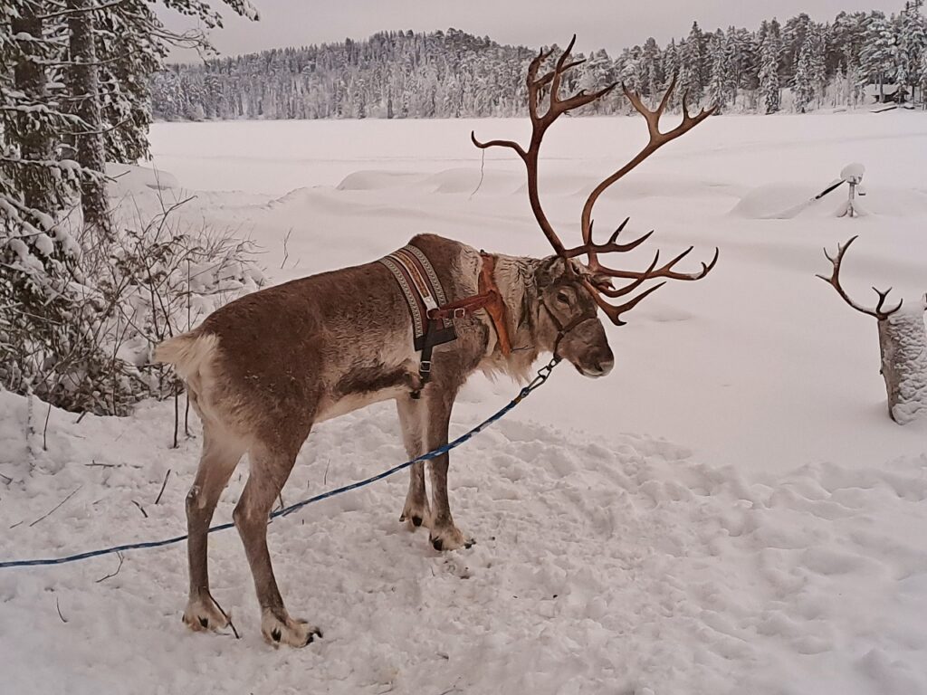 Rentier auf der Pytky Ranch