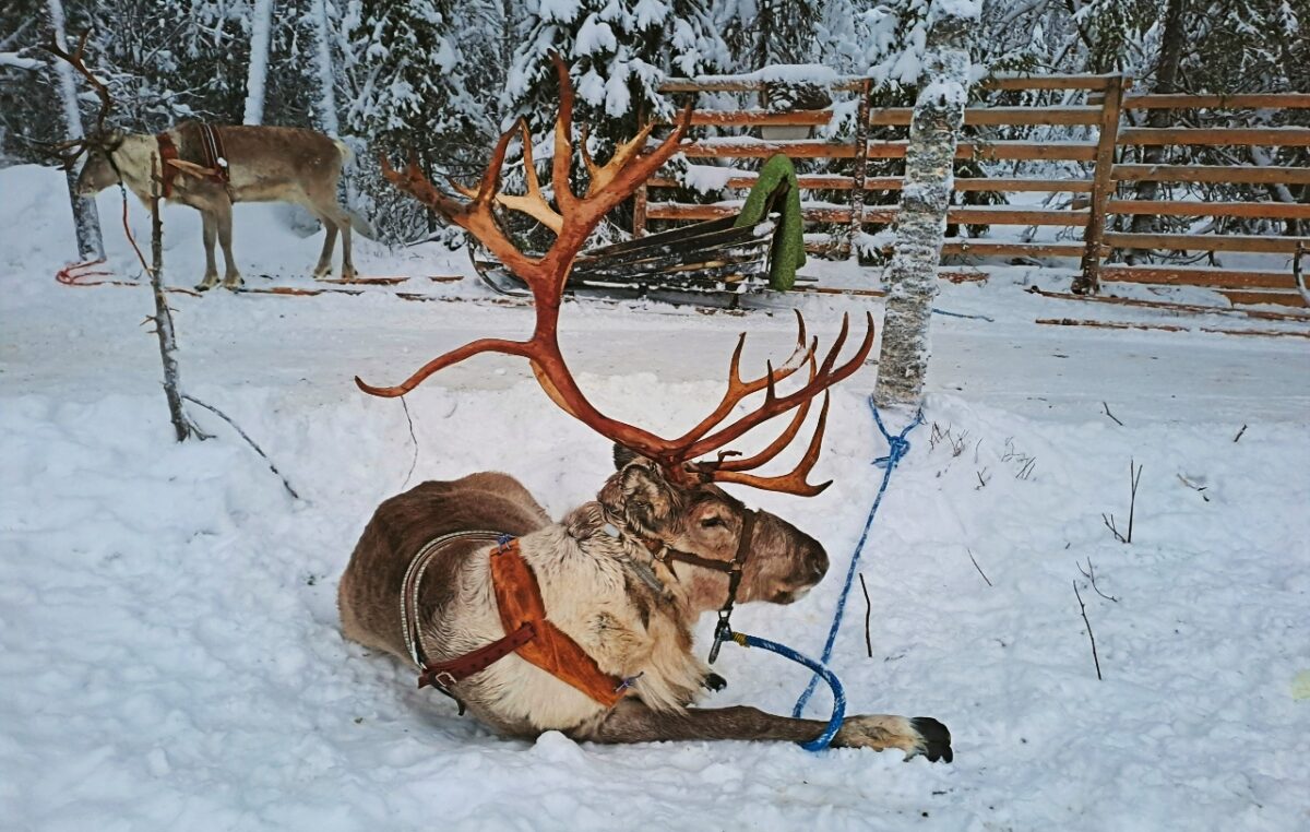Rentier in Syöte