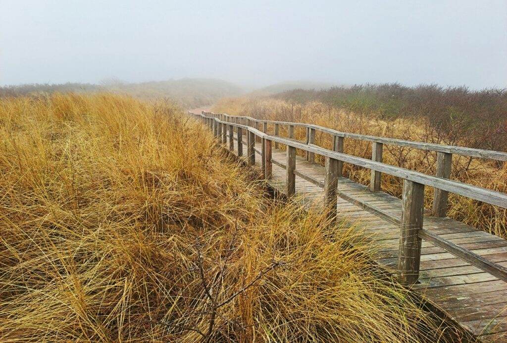 Der Otto-Leege-Pfad im Nebel