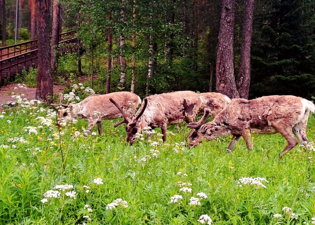 Rentiere bei Rovaniemi