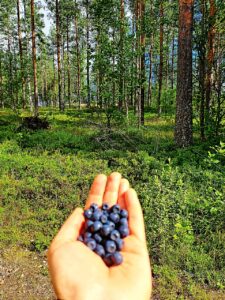Blaubeeren auf Liehtalanniemi