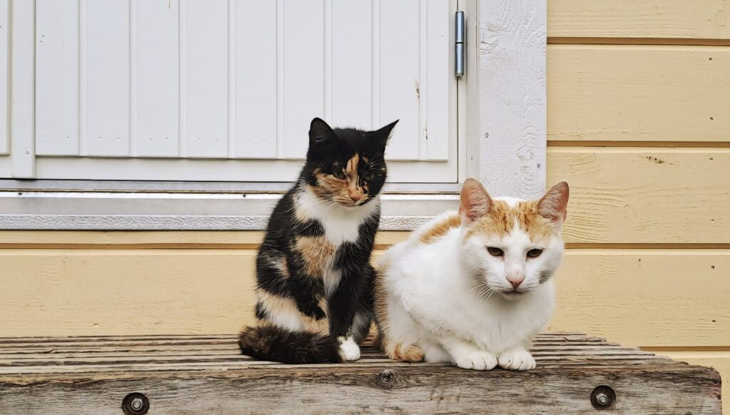 Katzenbegegnung auf der Saimaa Radreise
