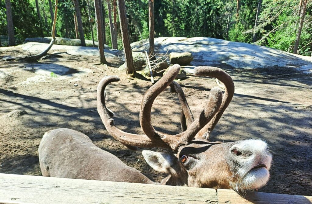 Rentier in Nuuksio