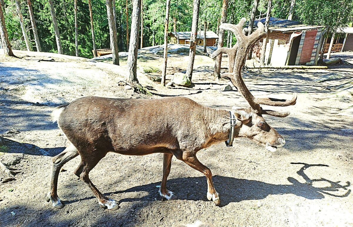 Rentier im Nuuksio Reindeer Park